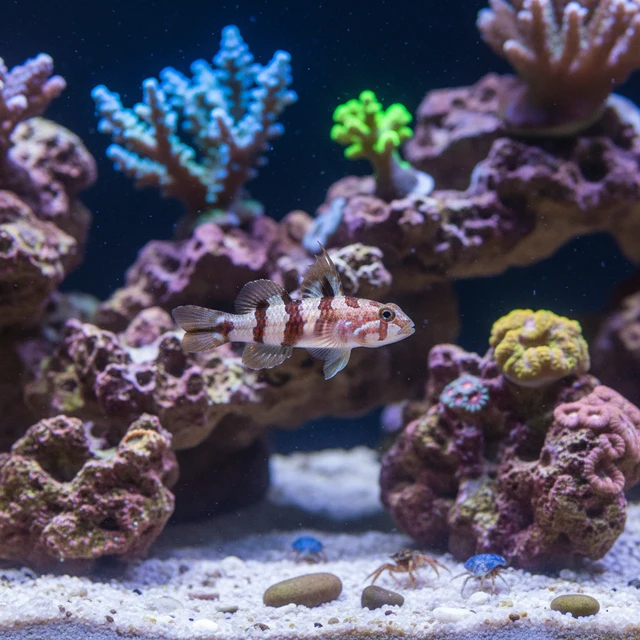 Tangaroa Goby