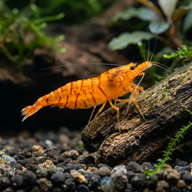 Tangerine Tiger Shrimp