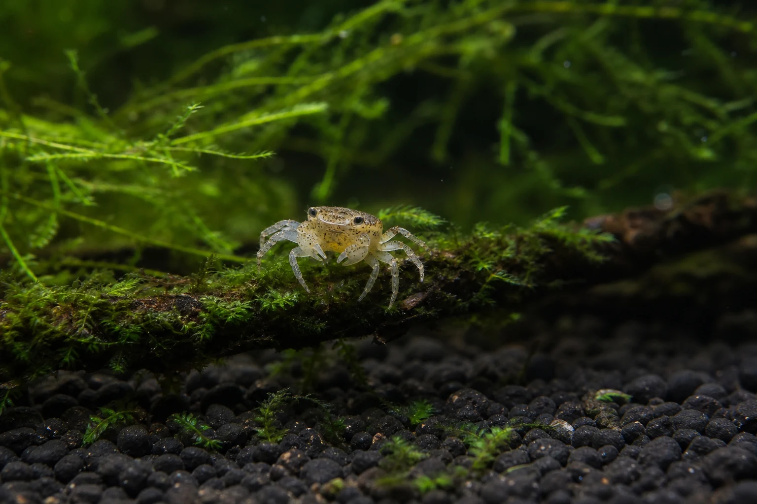 Thai Micro Crab