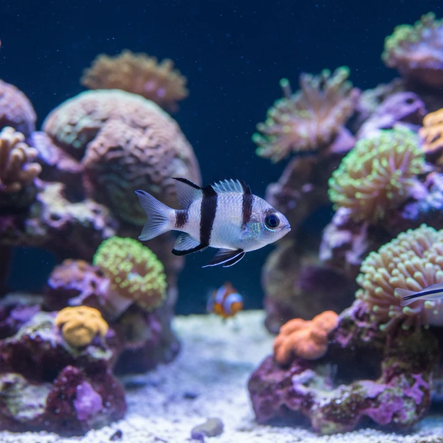Three-stripe Damselfish