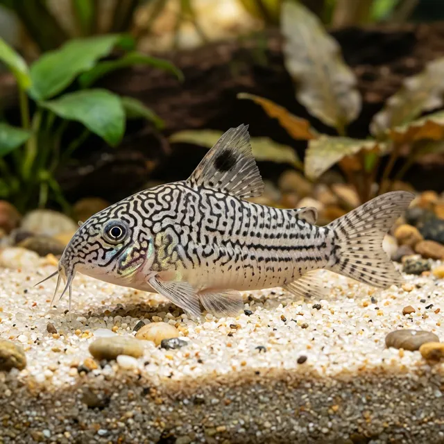 Three-Line Cory
