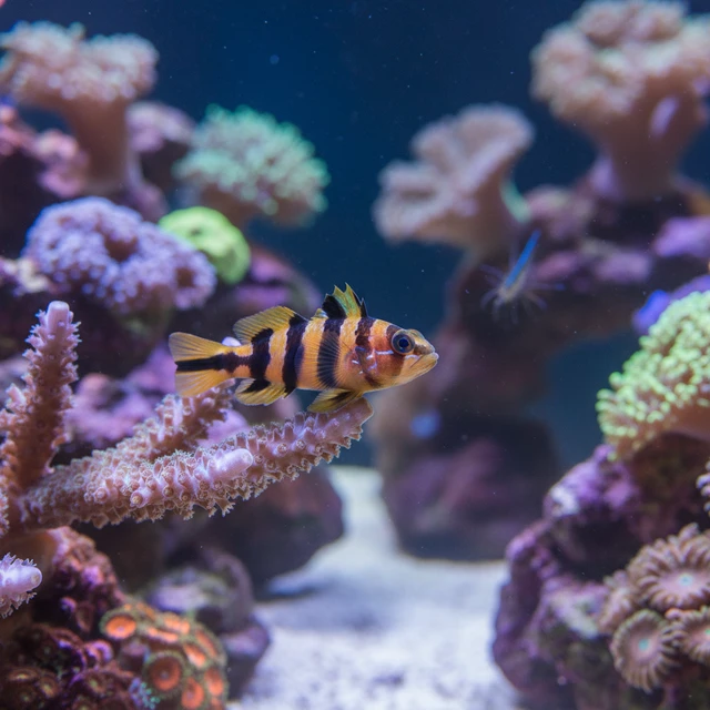 Tiger Goby