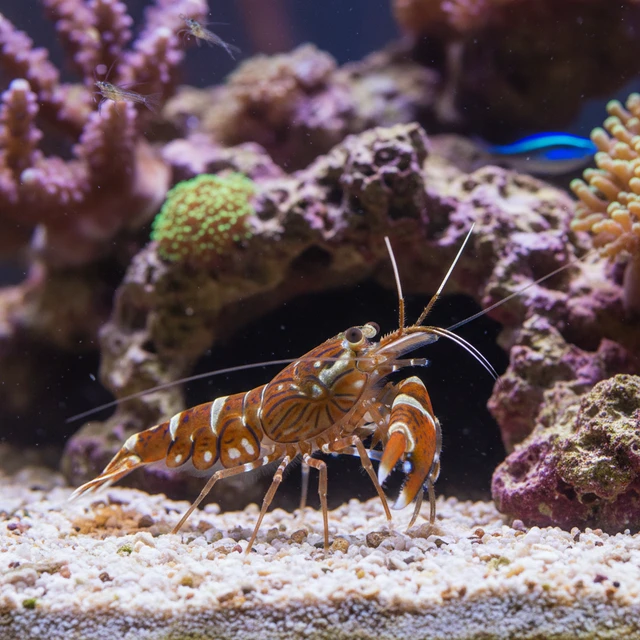 Tiger Pistol Shrimp