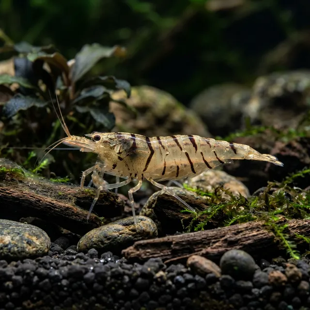 Tiger Shrimp