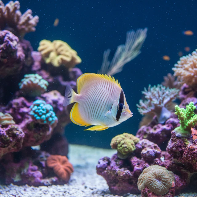 Tinker's Butterflyfish