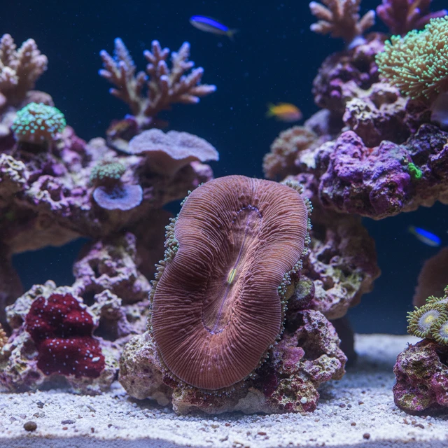 Tongue Coral