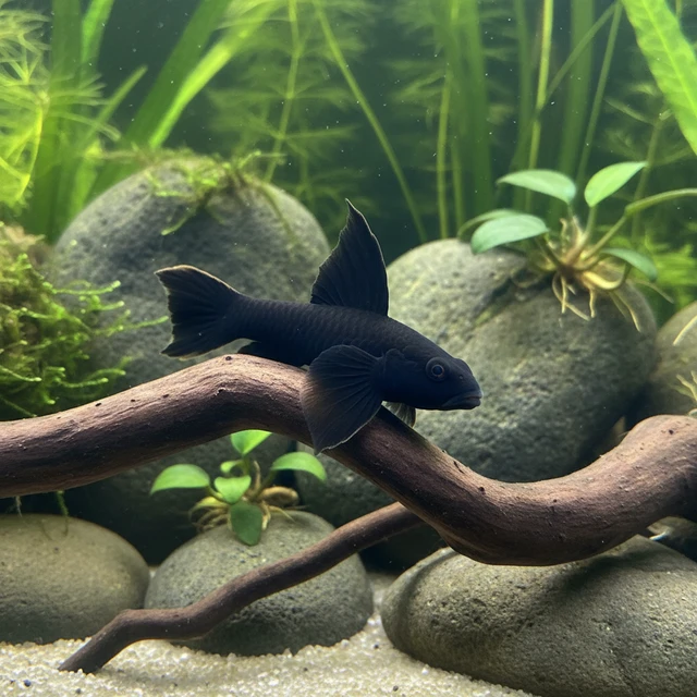 Towuti Black Hi Fin Goby