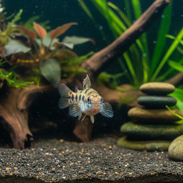 Tropical Carp Gudgeon