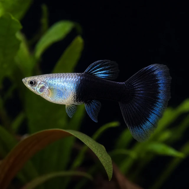 Tuxedo Guppy