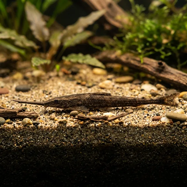 Twig Catfish