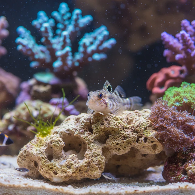 Two Spot Blenny