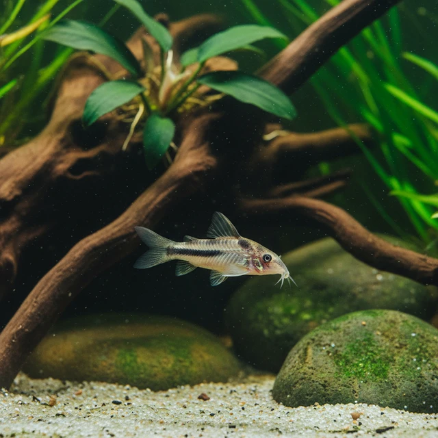 Twostripe Corydoras