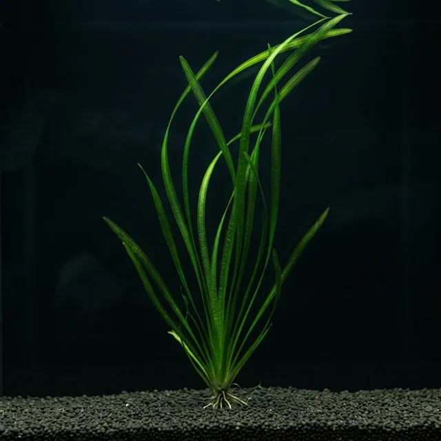 Vallisneria Nana