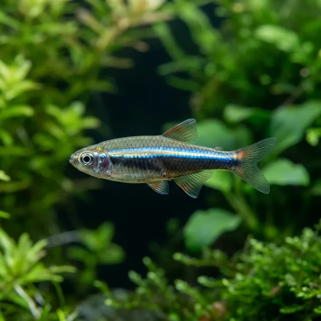 Vietnamese Cardinal Minnow