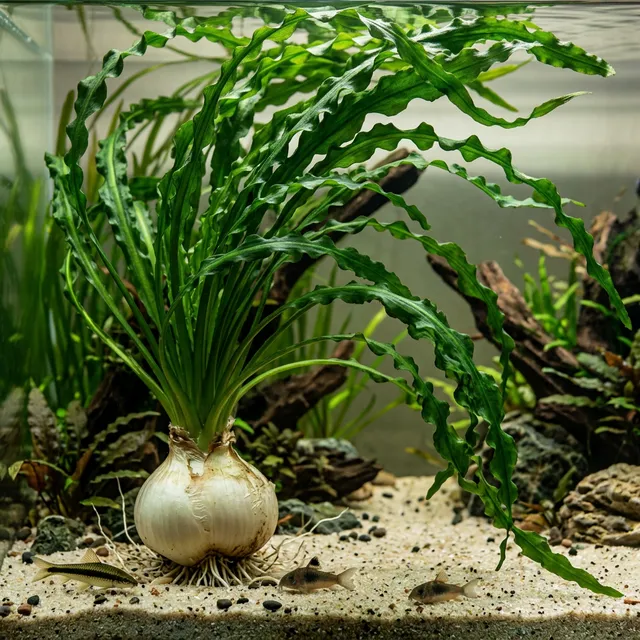Water Onion