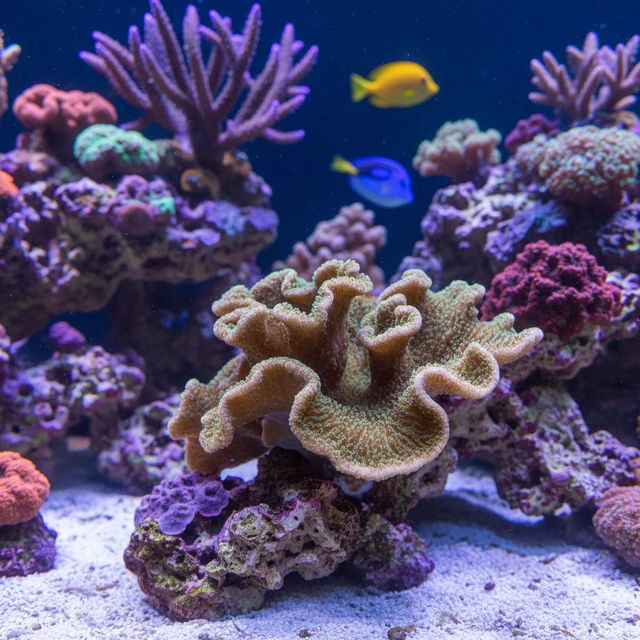 Waving Hand Coral
