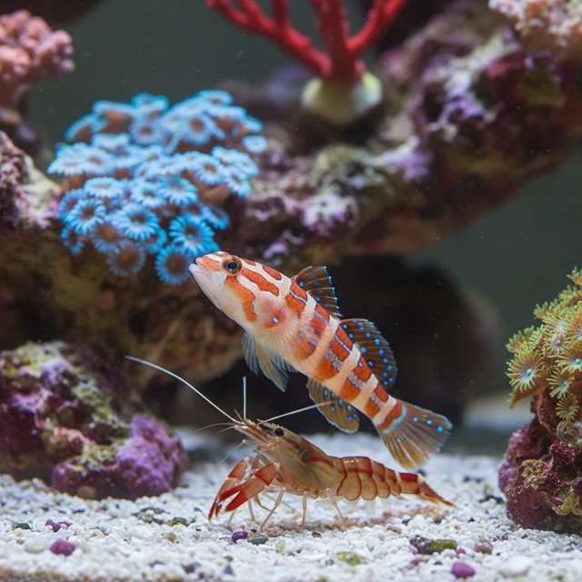 Wheeler's Shrimp Goby