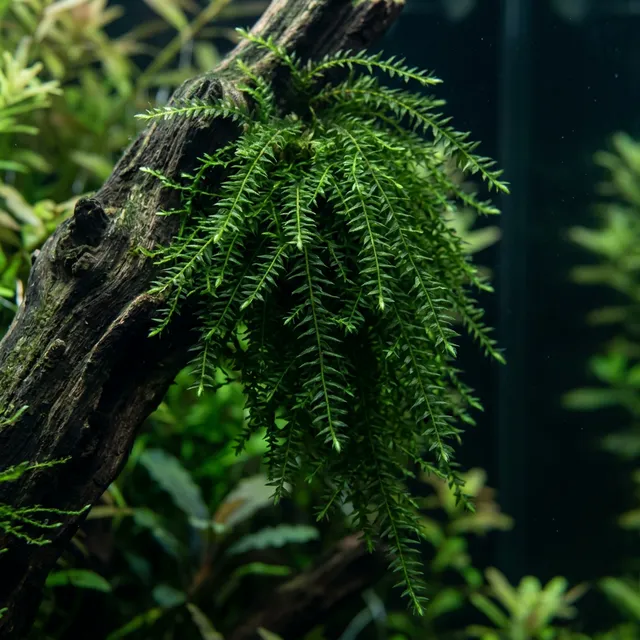 Willow Moss