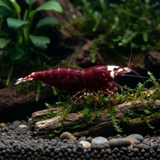 Wine Red Shrimp