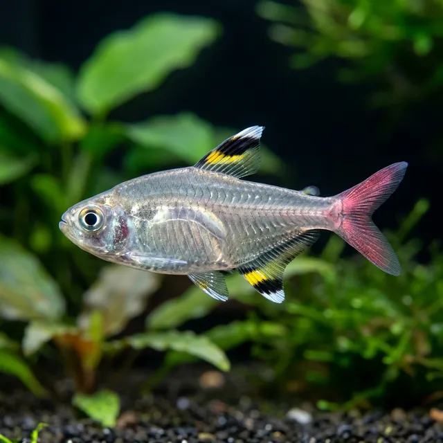 X-Ray Tetra