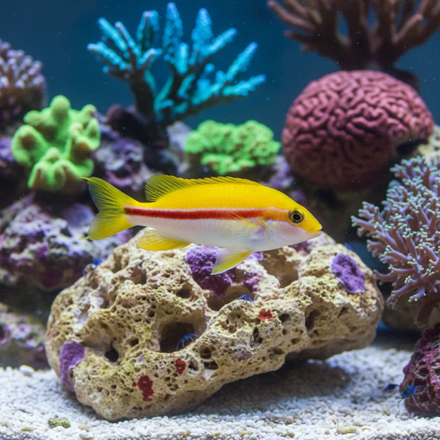 Yellow Candy Hogfish