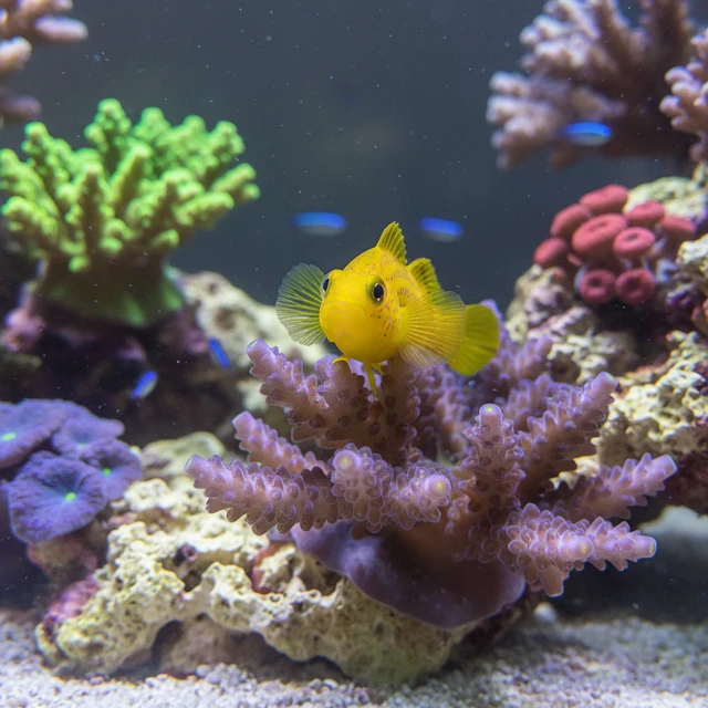 Yellow Clown Goby