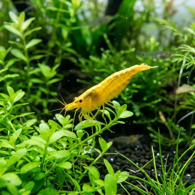 Yellow Golden Back Shrimp