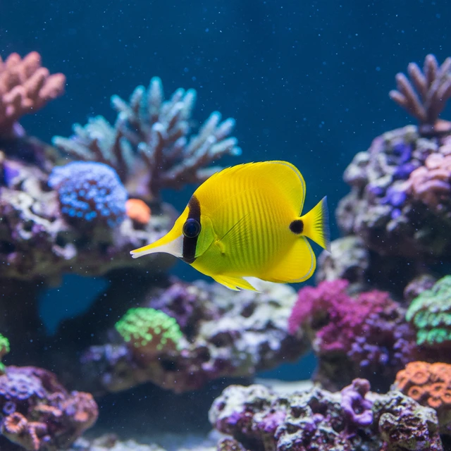 Yellow Longnose Butterflyfish