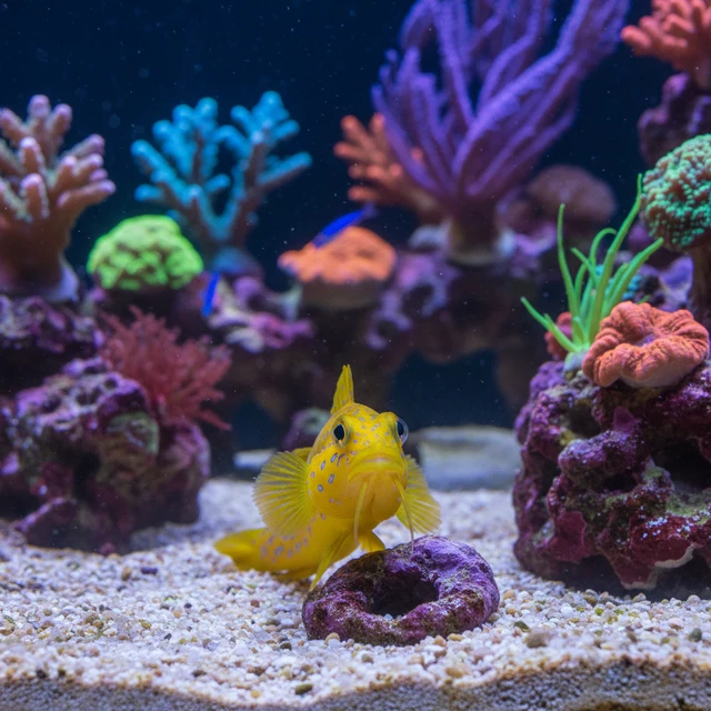 Yellow Watchman Goby