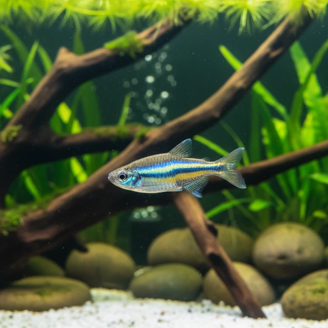 Yoma Danio