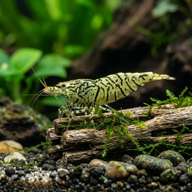 Zebra Babaulti Shrimp