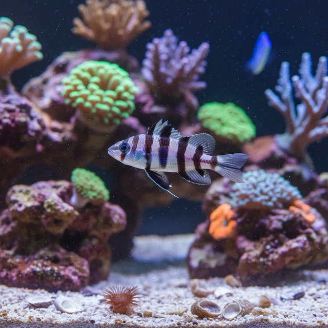Zebra Barred Dartfish