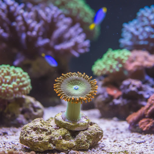 Zoanthid Polyps