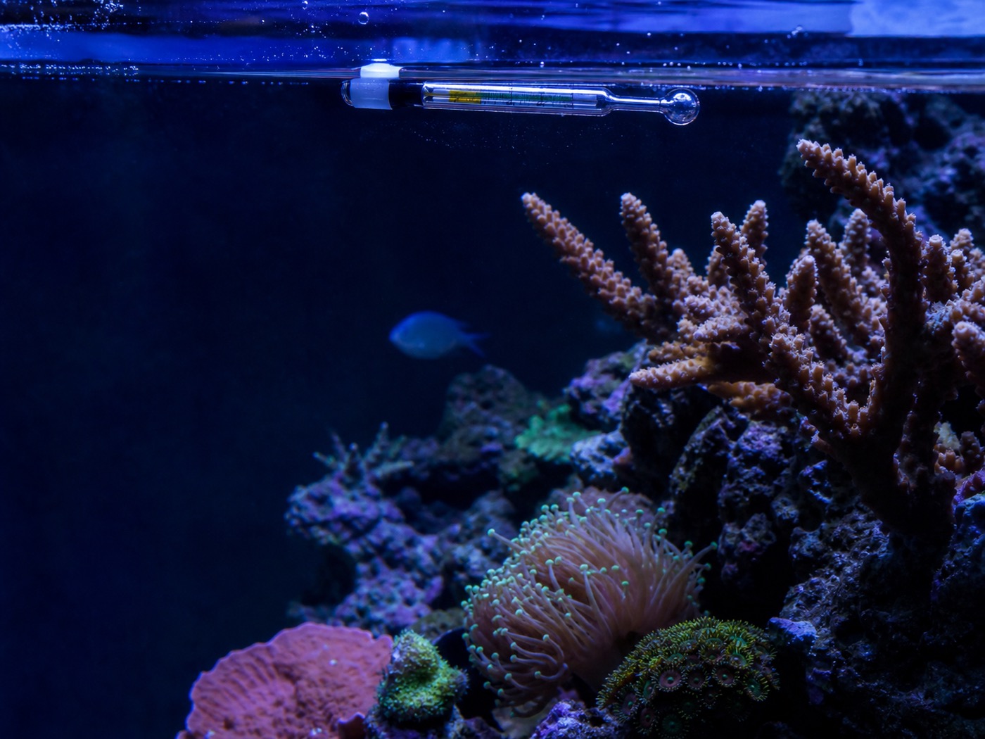 Glass hydrometer floating at the surface of a reef aquarium