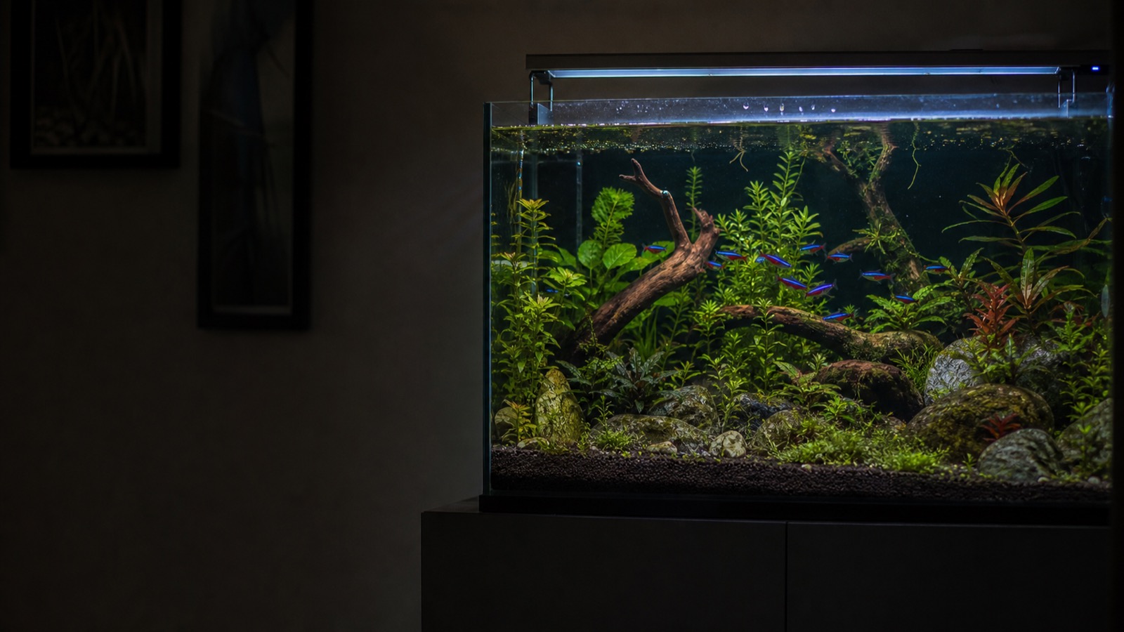 Planted aquarium with neon tetras glowing under the light in a dark room